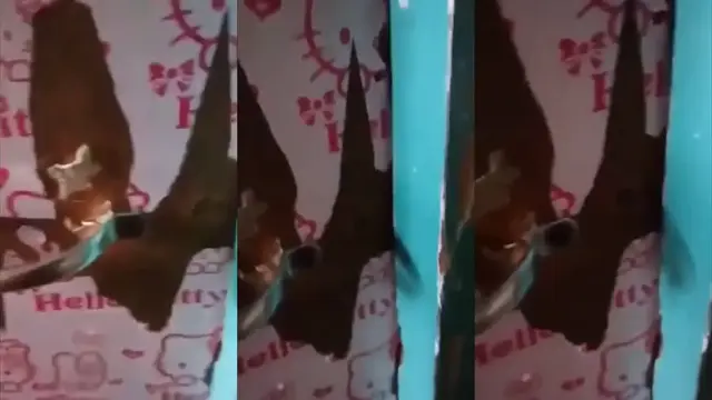 Cewe Bertopeng Colmek Terus Ngewe